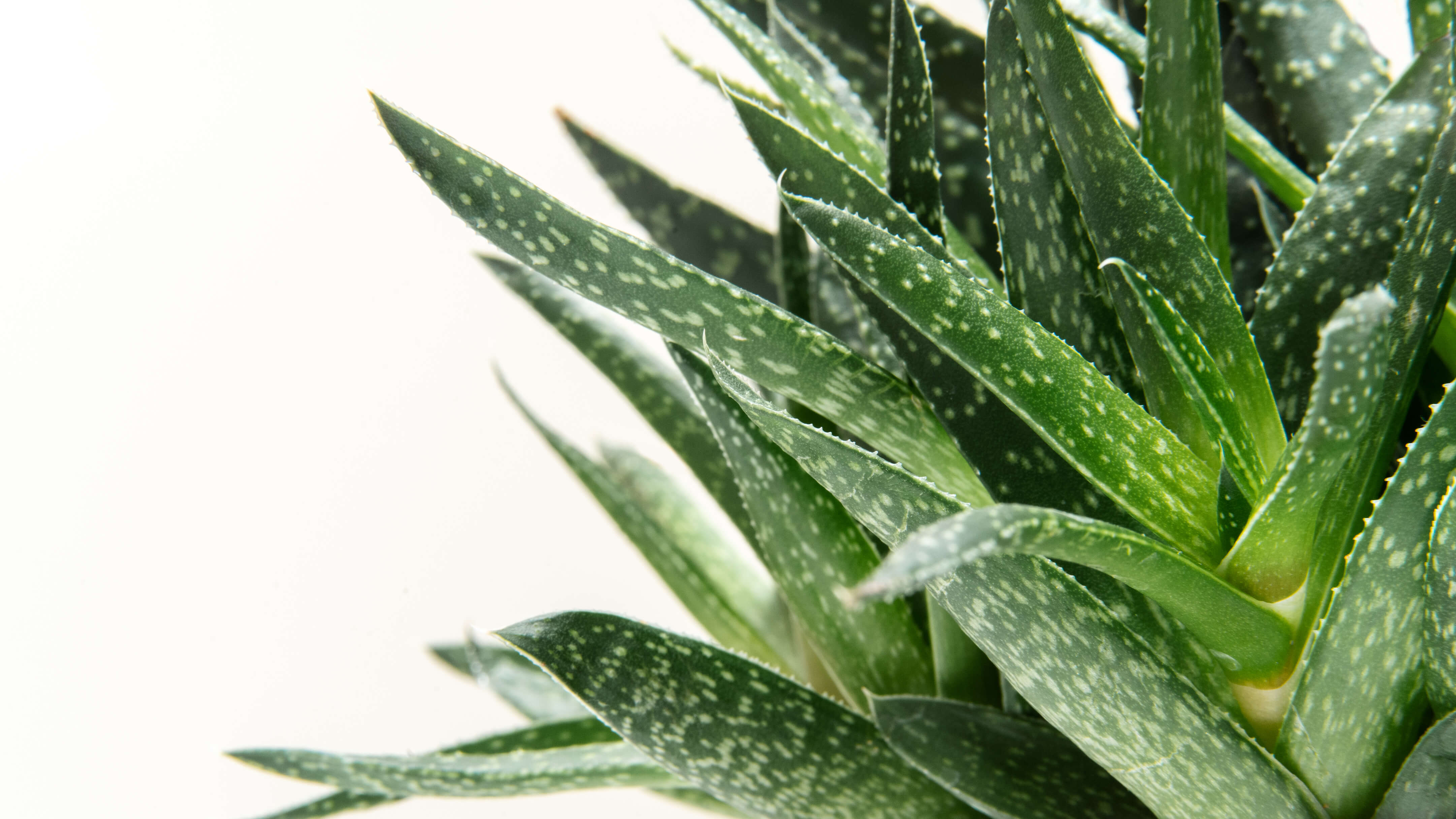 Dry / Dehydrated Skin