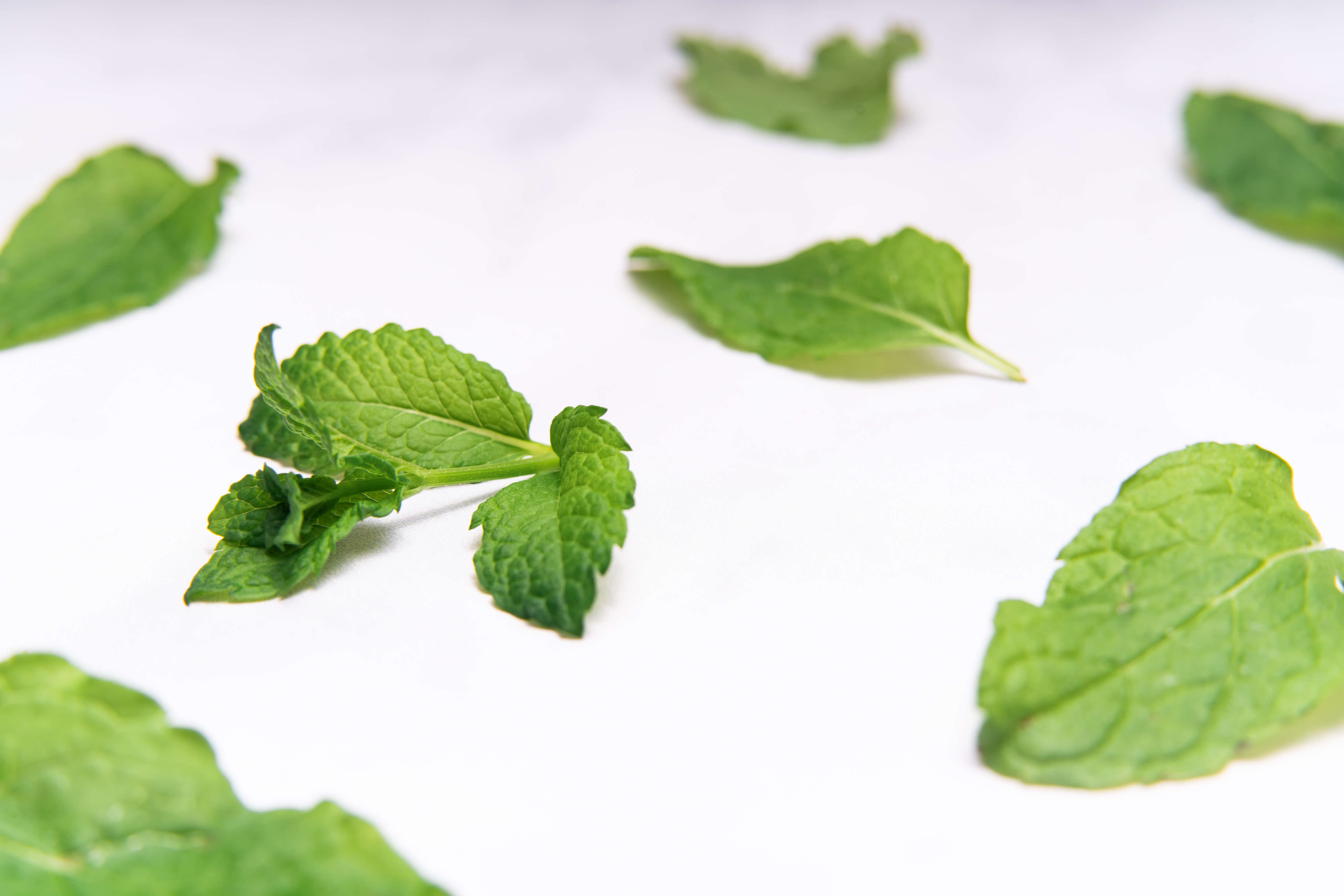 Combination / Oily Skin