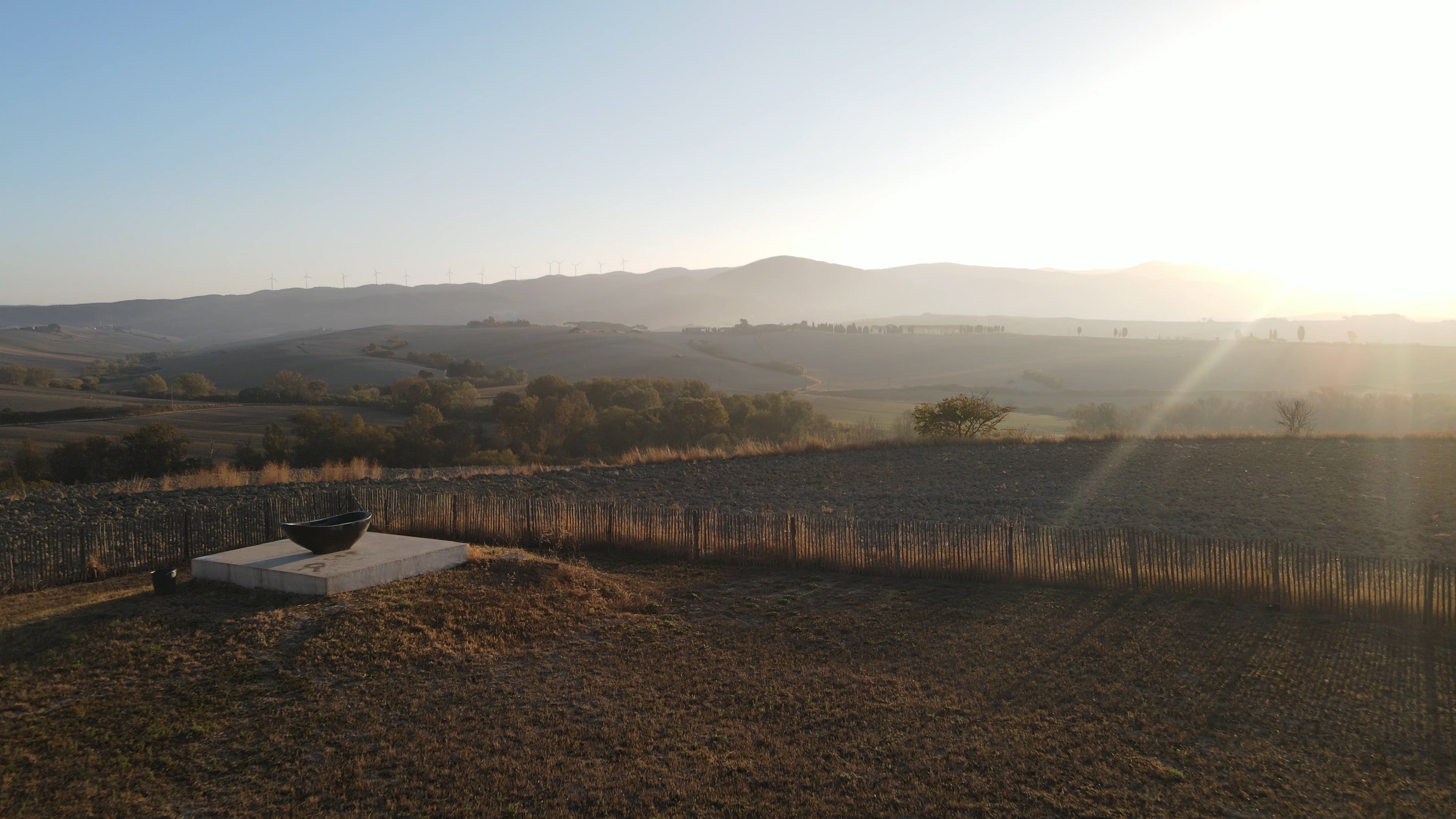 Olive & Vine Sap  I COLLINA