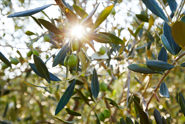 ‘Liquid Gold’ – Italian Olive Oil in Beauty Products