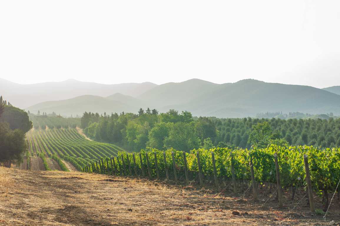 The Beauty Benefits of Vine Sap